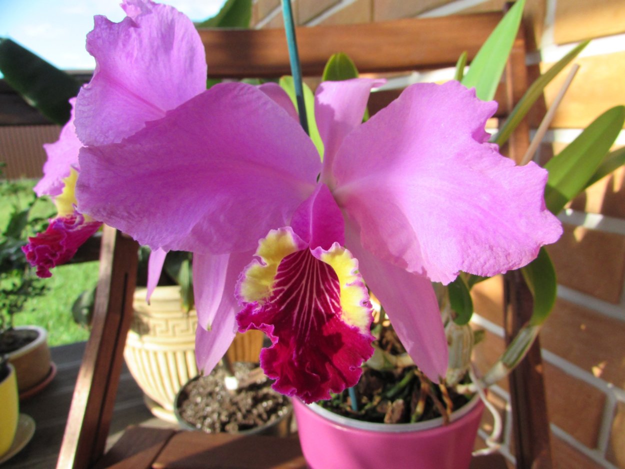 Phal. (Yaphon Red Jewel-Bear King )