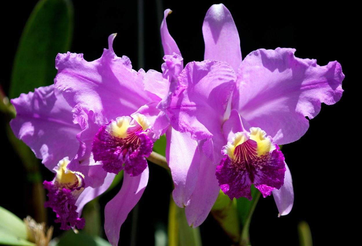 Cattleya lueddemanniana rubra Dark giant
