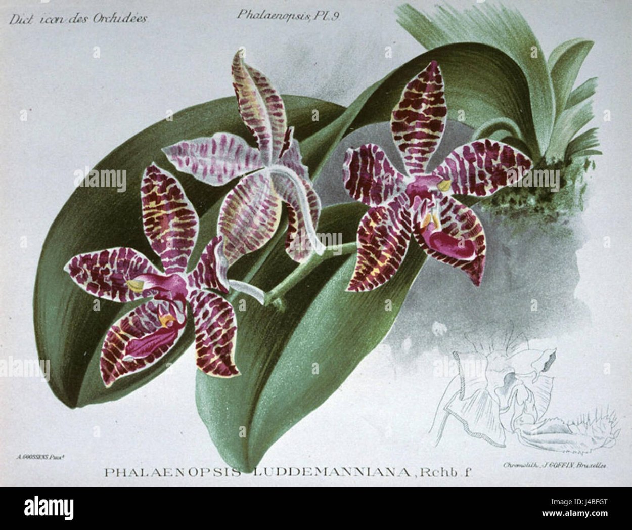 Phalaenopsis lueddemanniana