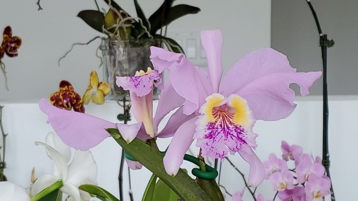 Орхидея Phal lueddemanniana.