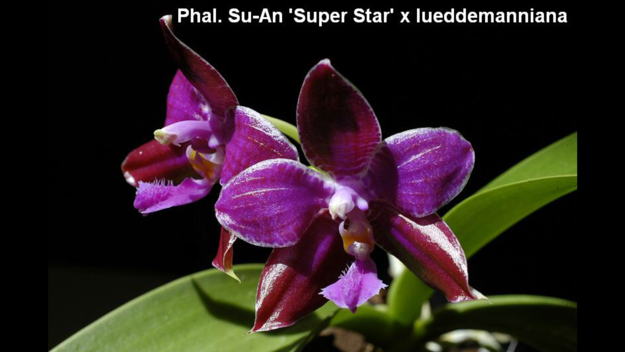 Фаленопсис Люддемана Phalaenopsis lueddemanniana