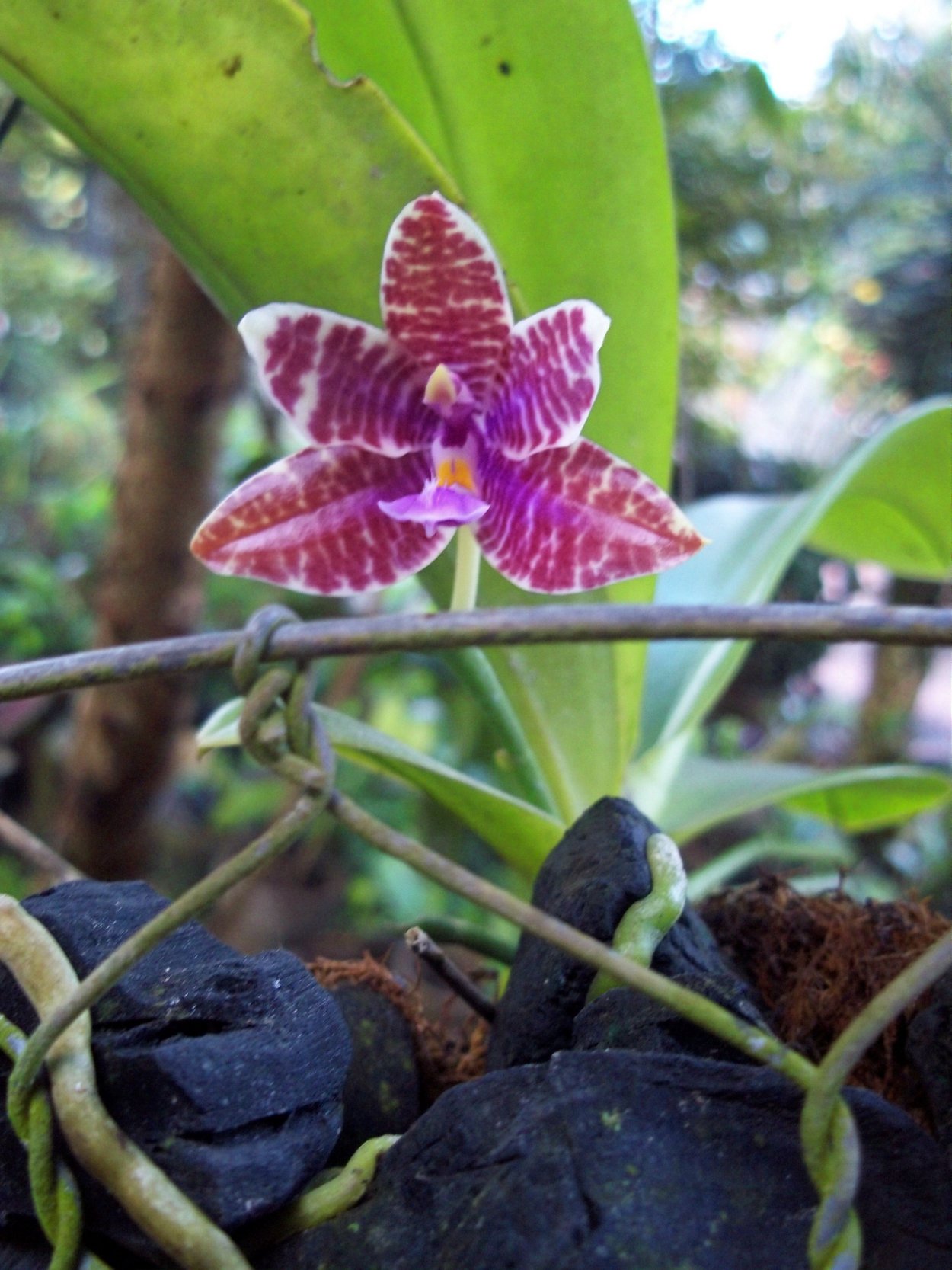 Phal. Lueddemanniana