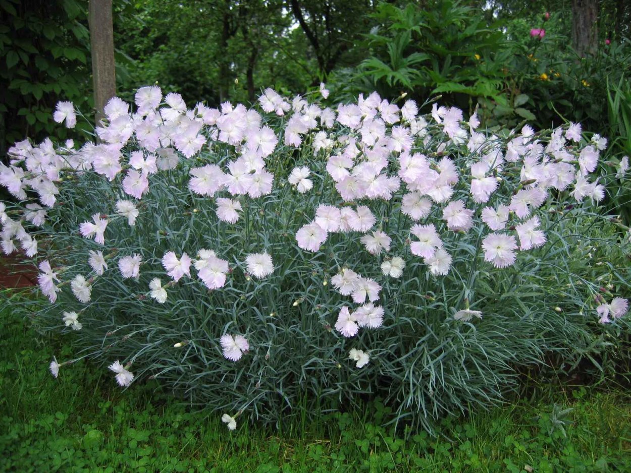Гвоздика перистая Садовая многолетняя