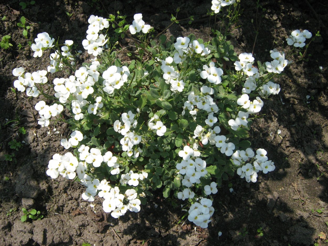 Арабис Келлера