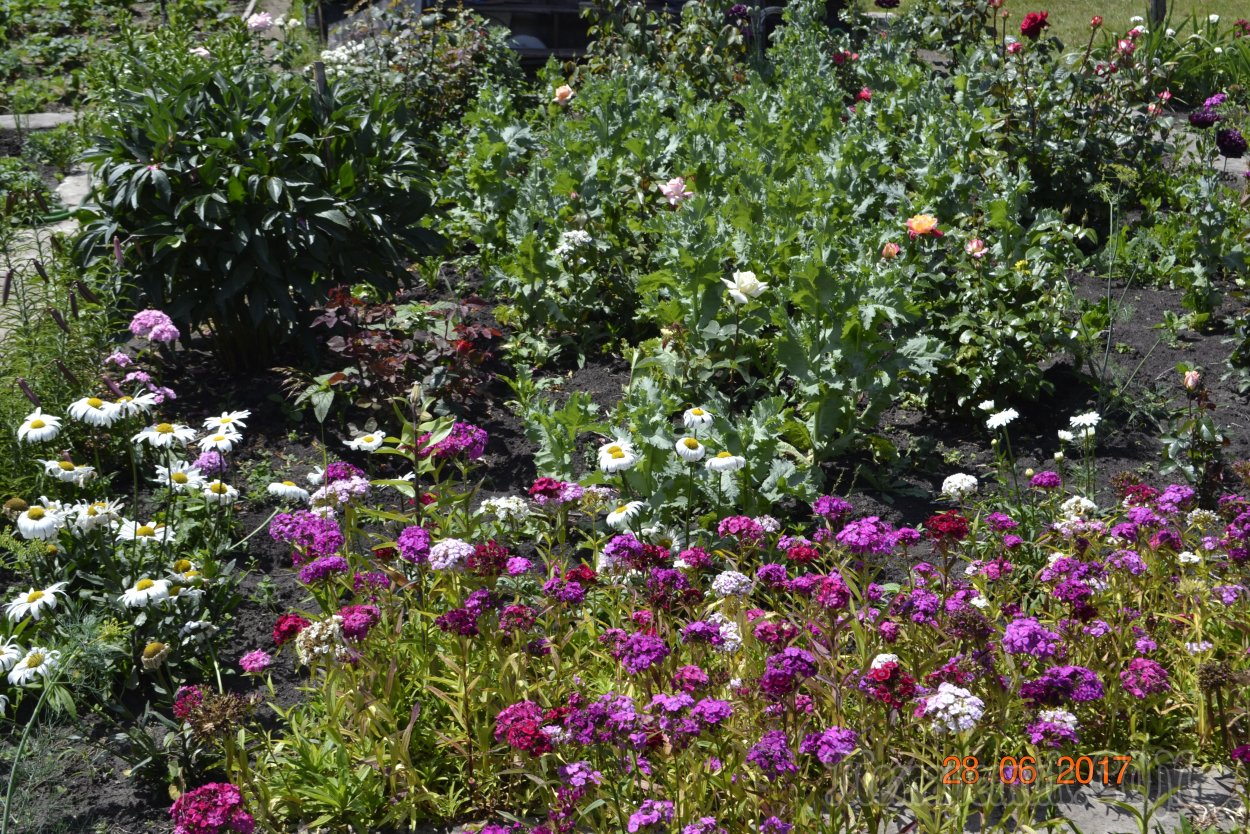 Цветы самосевом на даче фото