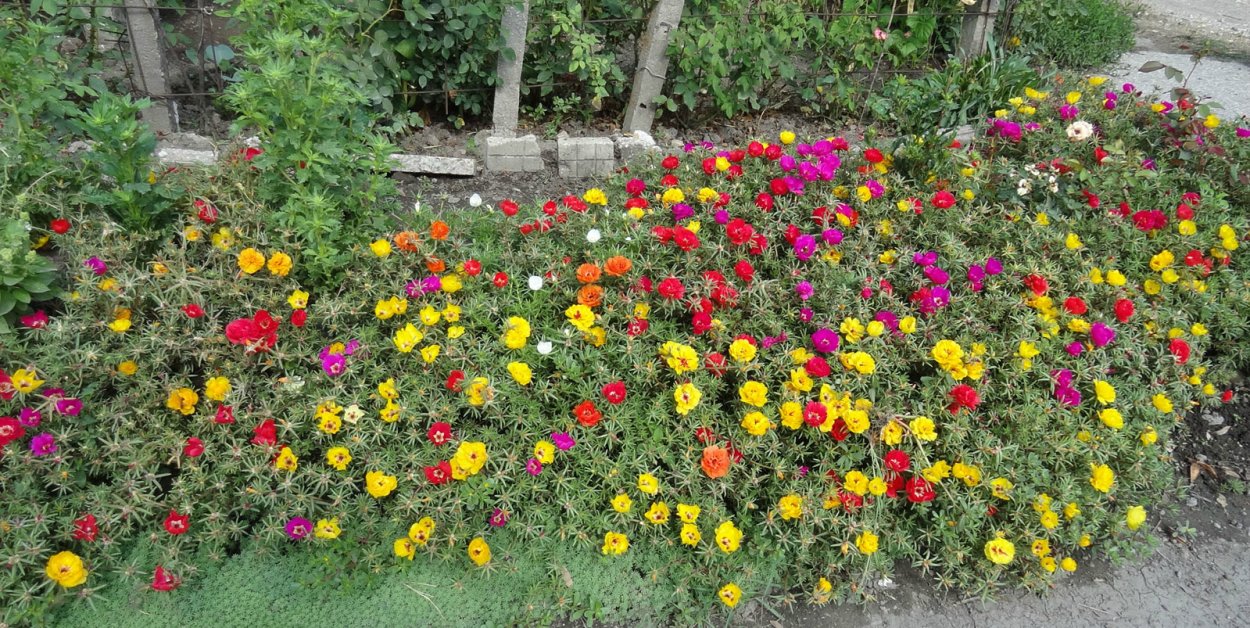 Портулак самосейка