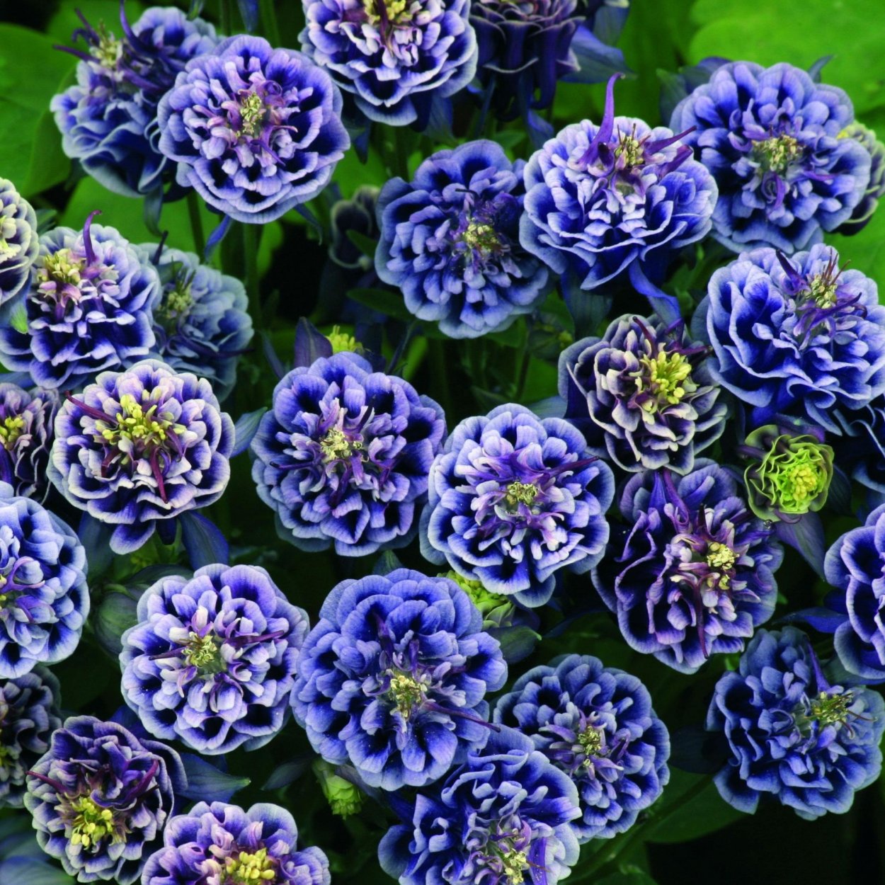 Аквилегия винки Дабл Блю/Вайт