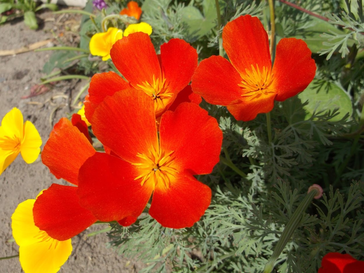 Эшшольция Клеопатра