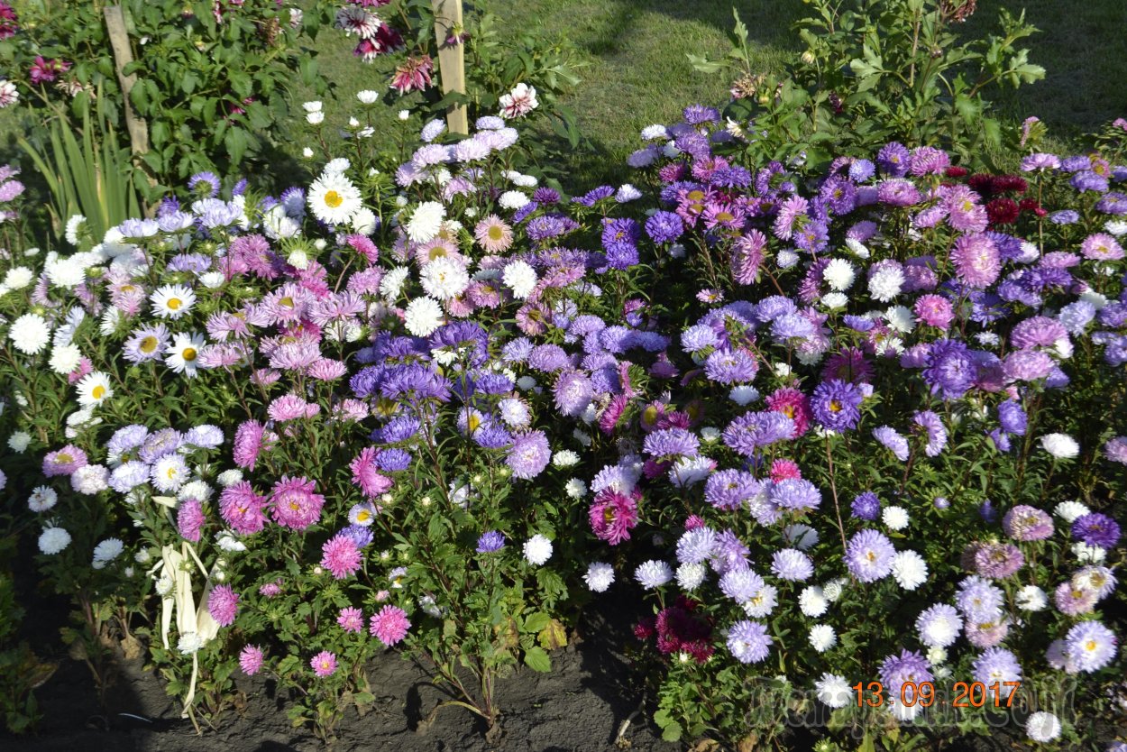 Астра однолетняя Пиноккио