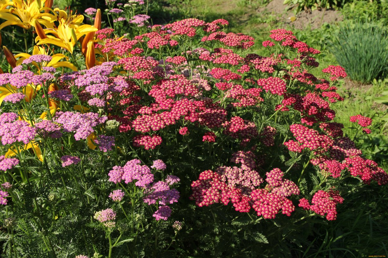 Тысячелистник little Susie