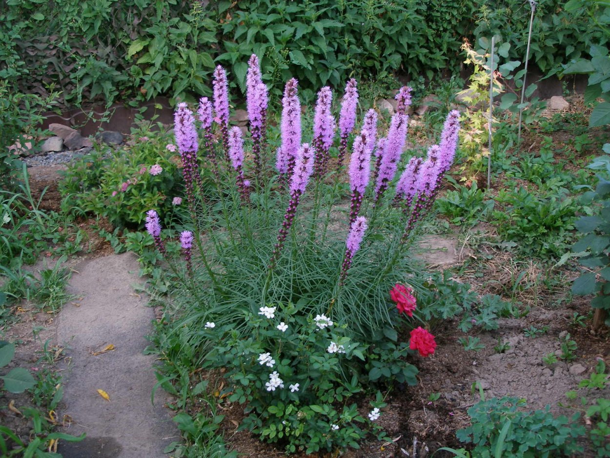 Лиатрис колосковый на клумбе