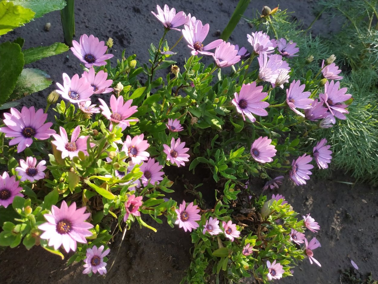 Многолетники самосевы цветы