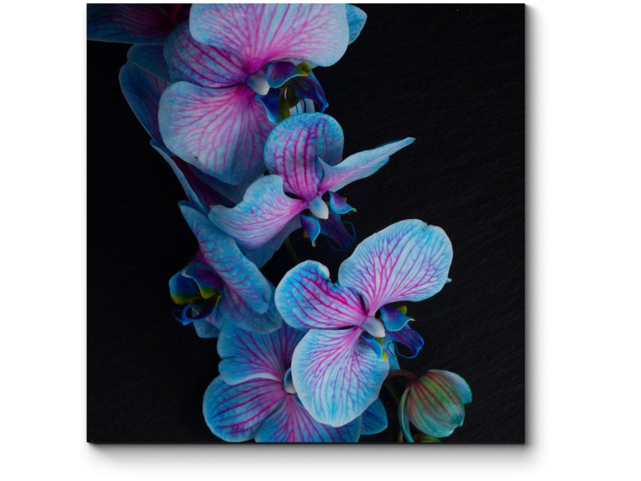 Орхидея фаленопсис голубая