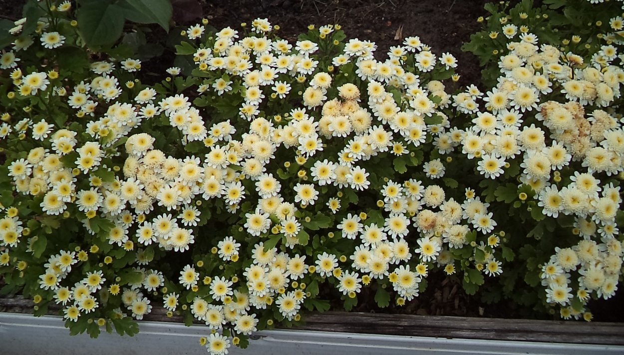 Хризантема Тетравайс многолетняя