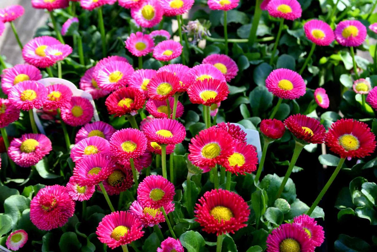 Маргаритка помпонная