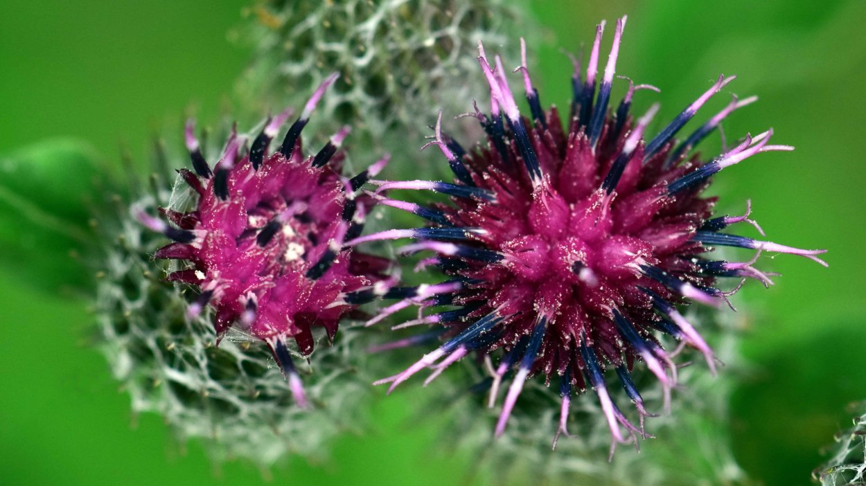 ШИПАСТЫЙ цветок