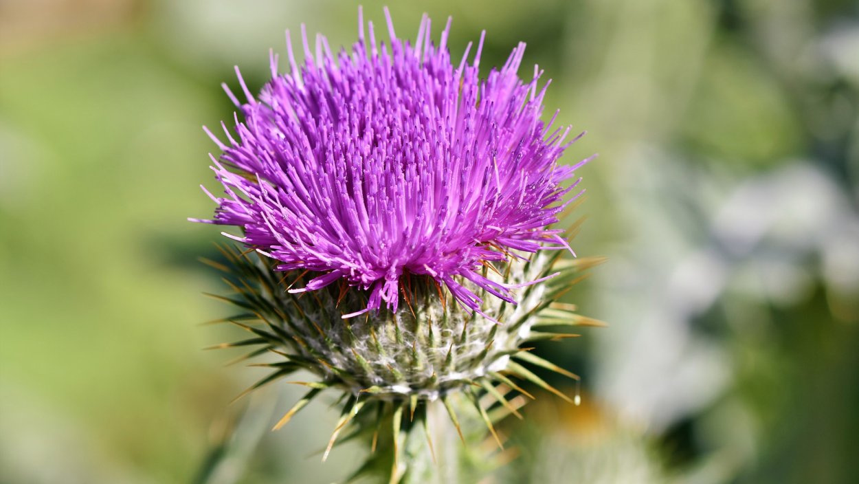 Чертополох мелкоголовчатый