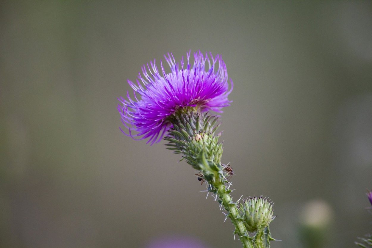 Чертополох курчавый