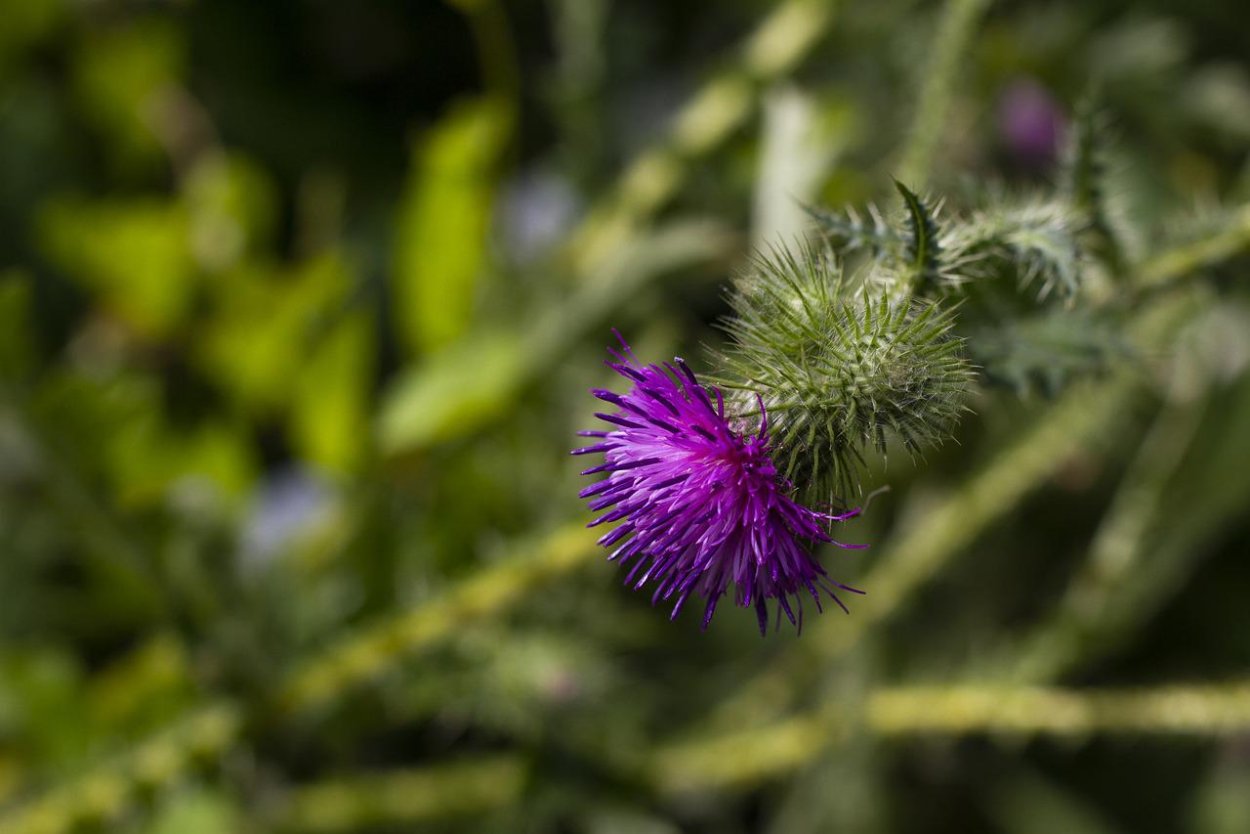 Чертополох (Ironweed)
