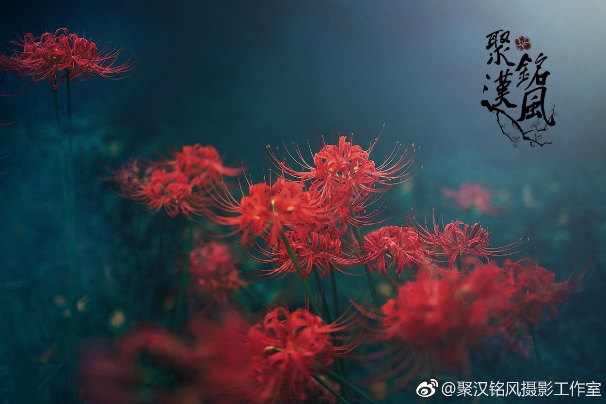 Хиганбана ликорис поле