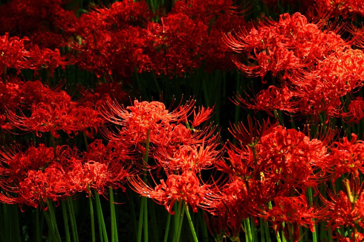 Хризантема Харлем ред