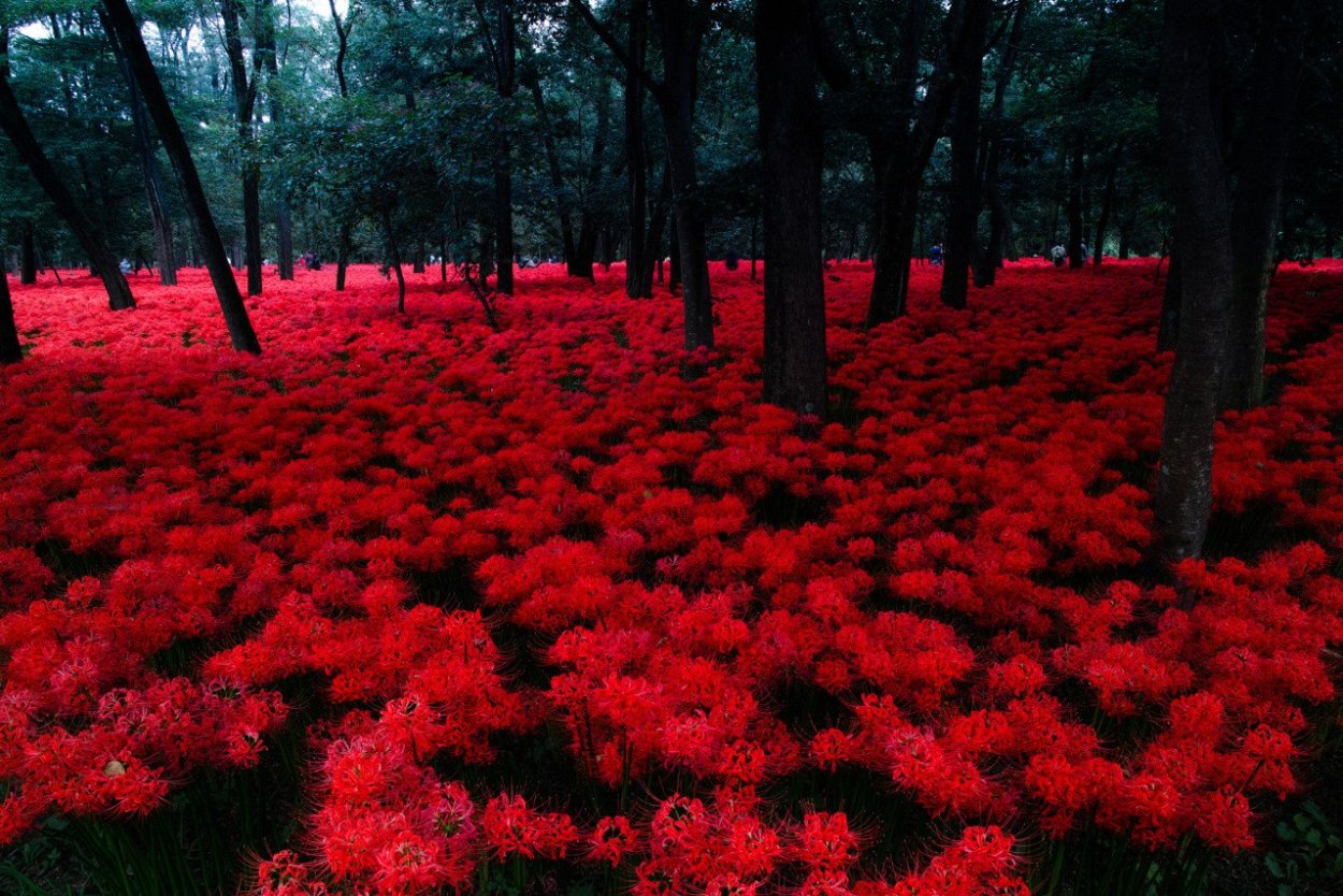 Японские иероглифы на черном фоне