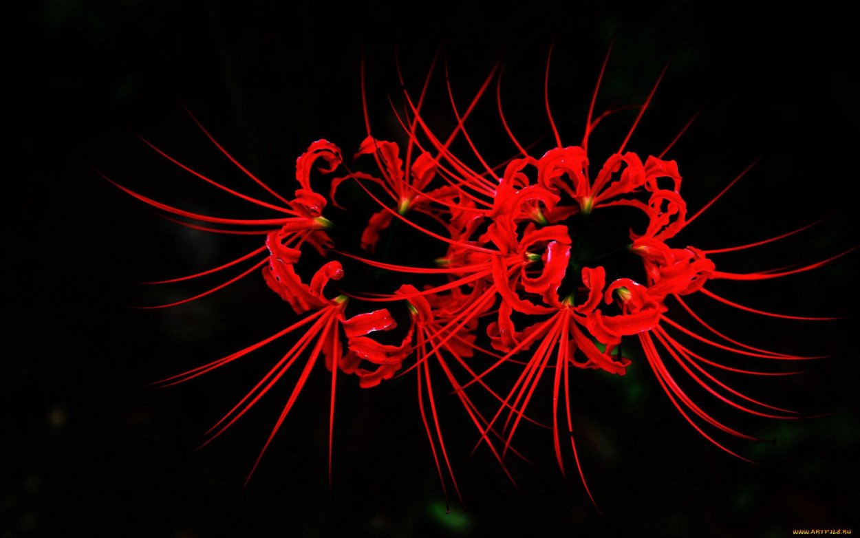 Хиганбана ликорис поле