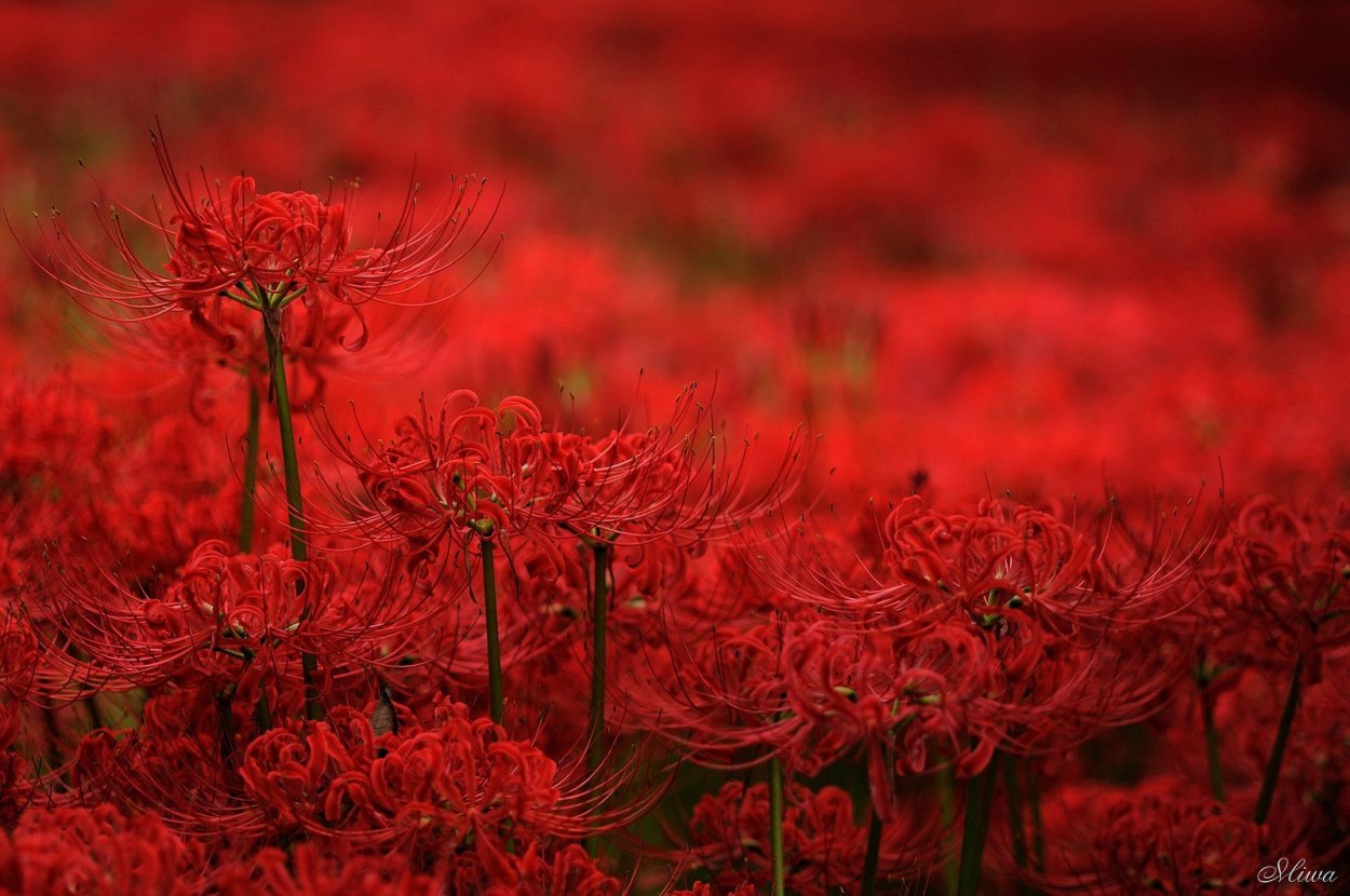 Хиганбана ликорис поле