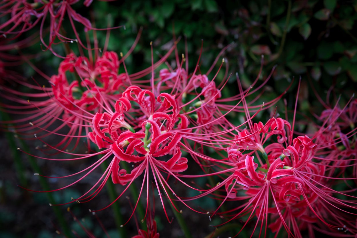 Ликорис Лучистый