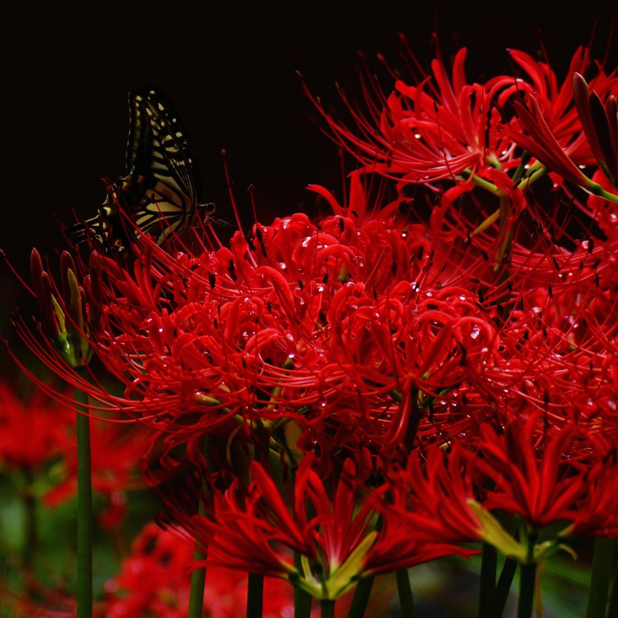 Красивая ветка