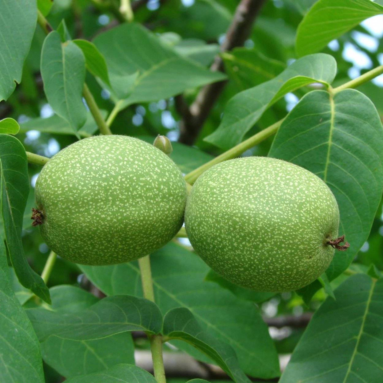 Орех Чандлер