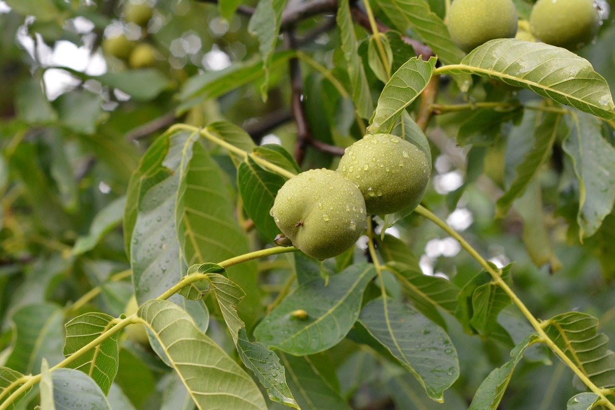 Грецкий орех Самохваловичский