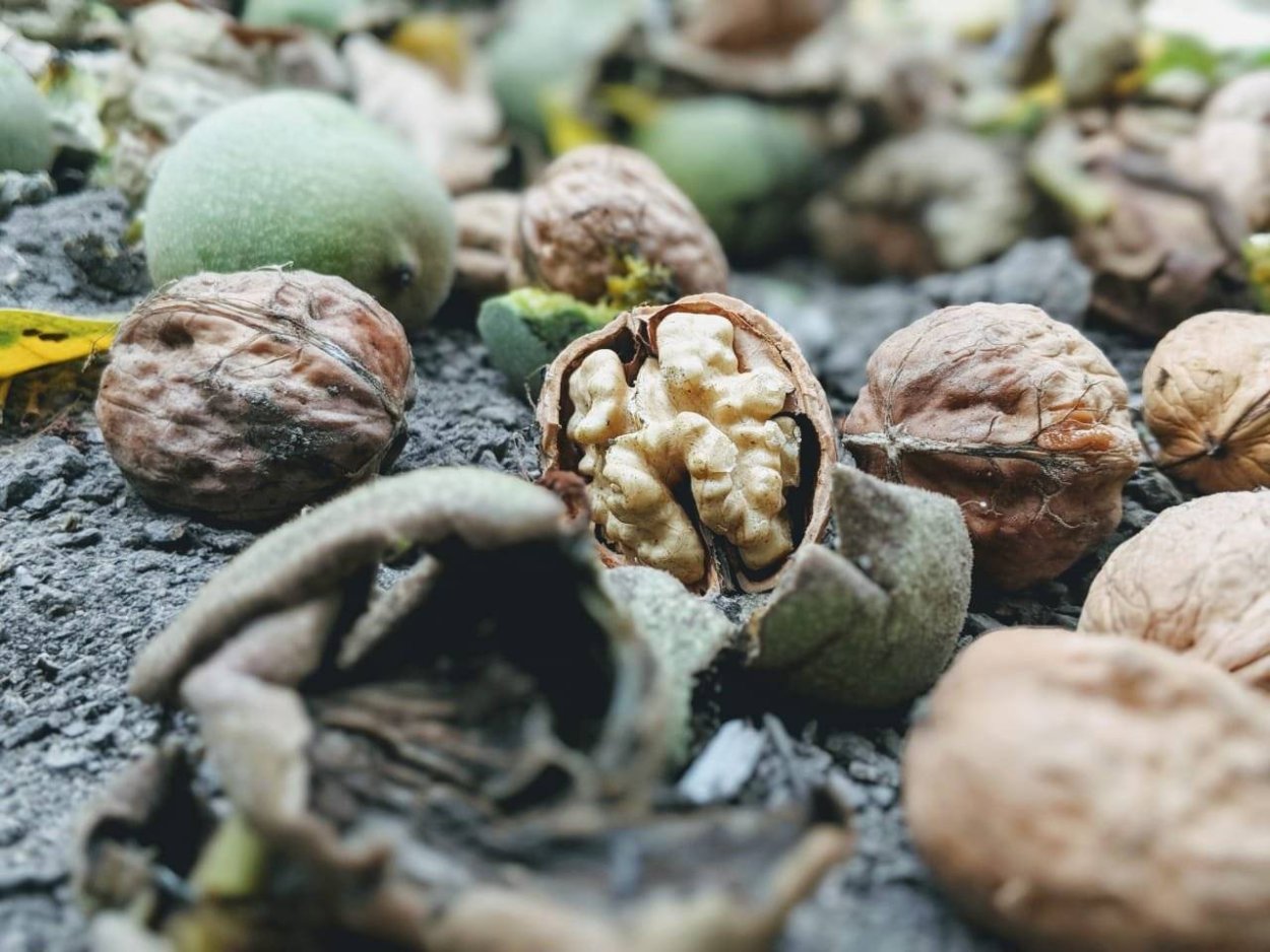 Грецкий орех «Астаховский»