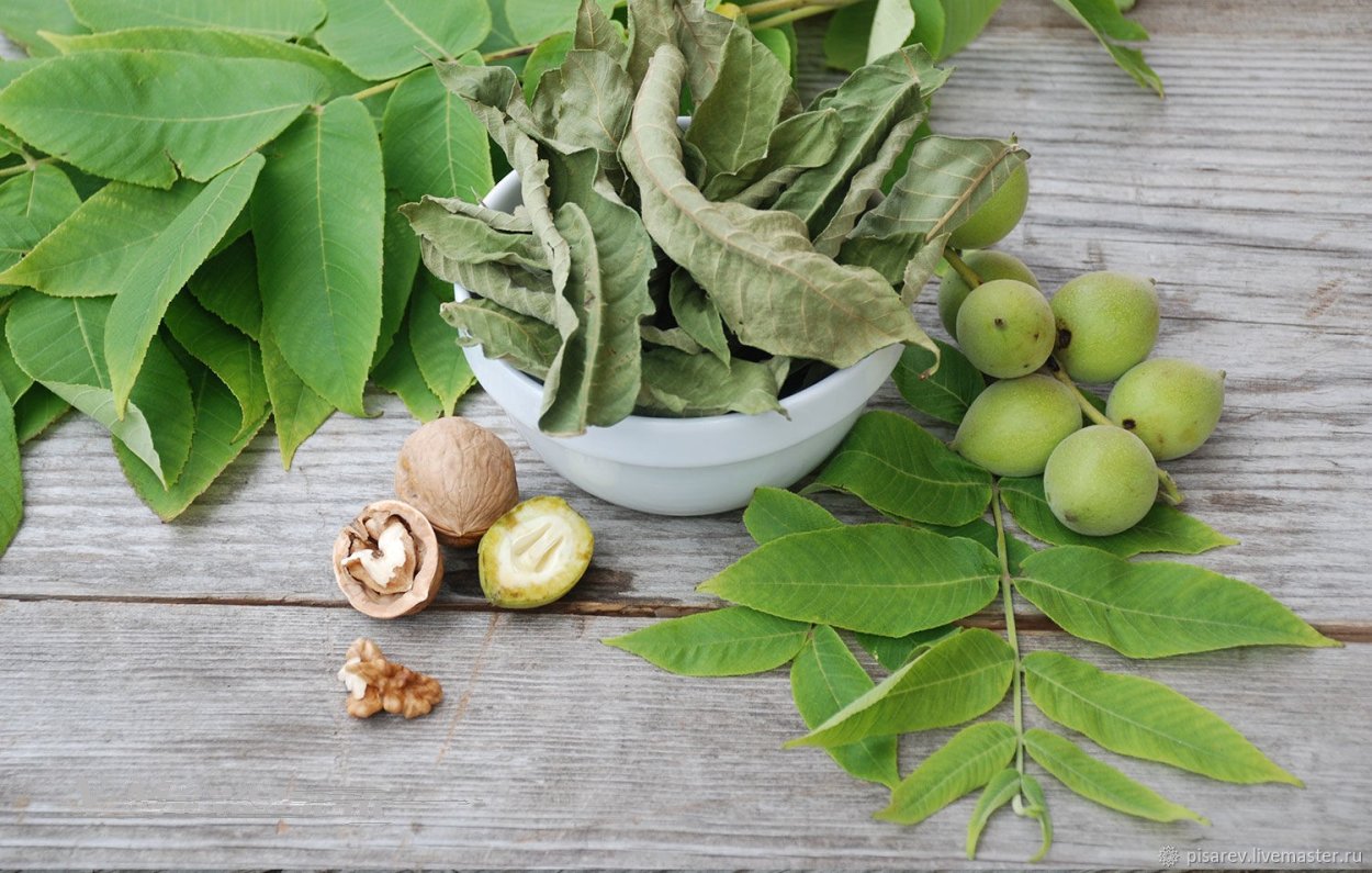 Грецкий орех в оболочке