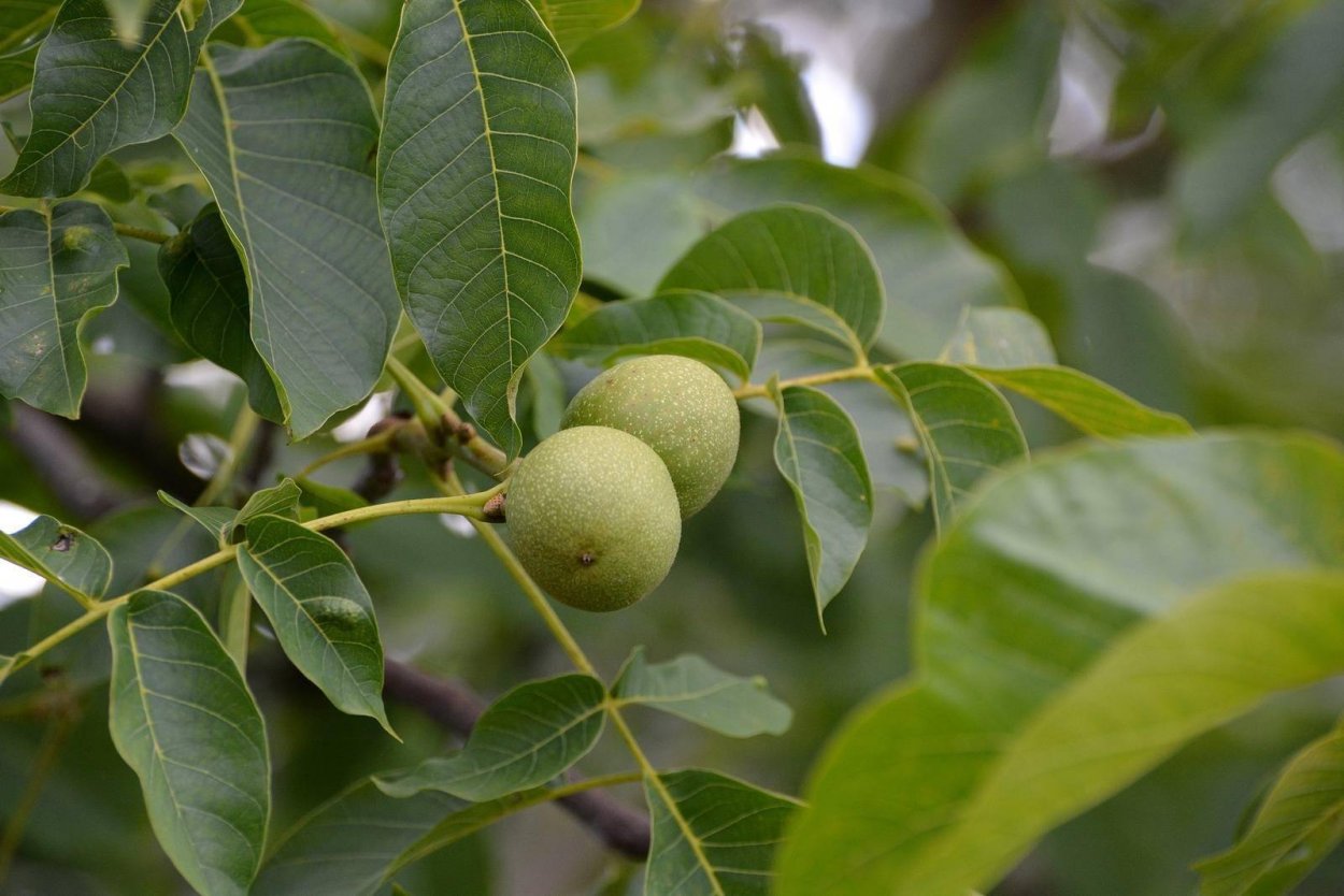 Марсониоз грецкого ореха