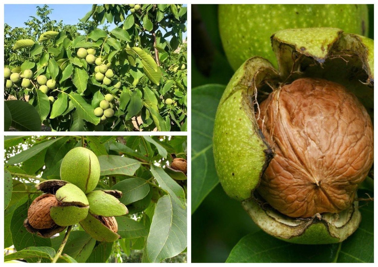 Собирают спелые орехи. Орех грецкий (Juglans Regia). Саженцы грецкого ореха Чандлер. Стадии созревания грецкого ореха. Околоплодник грецкого ореха
