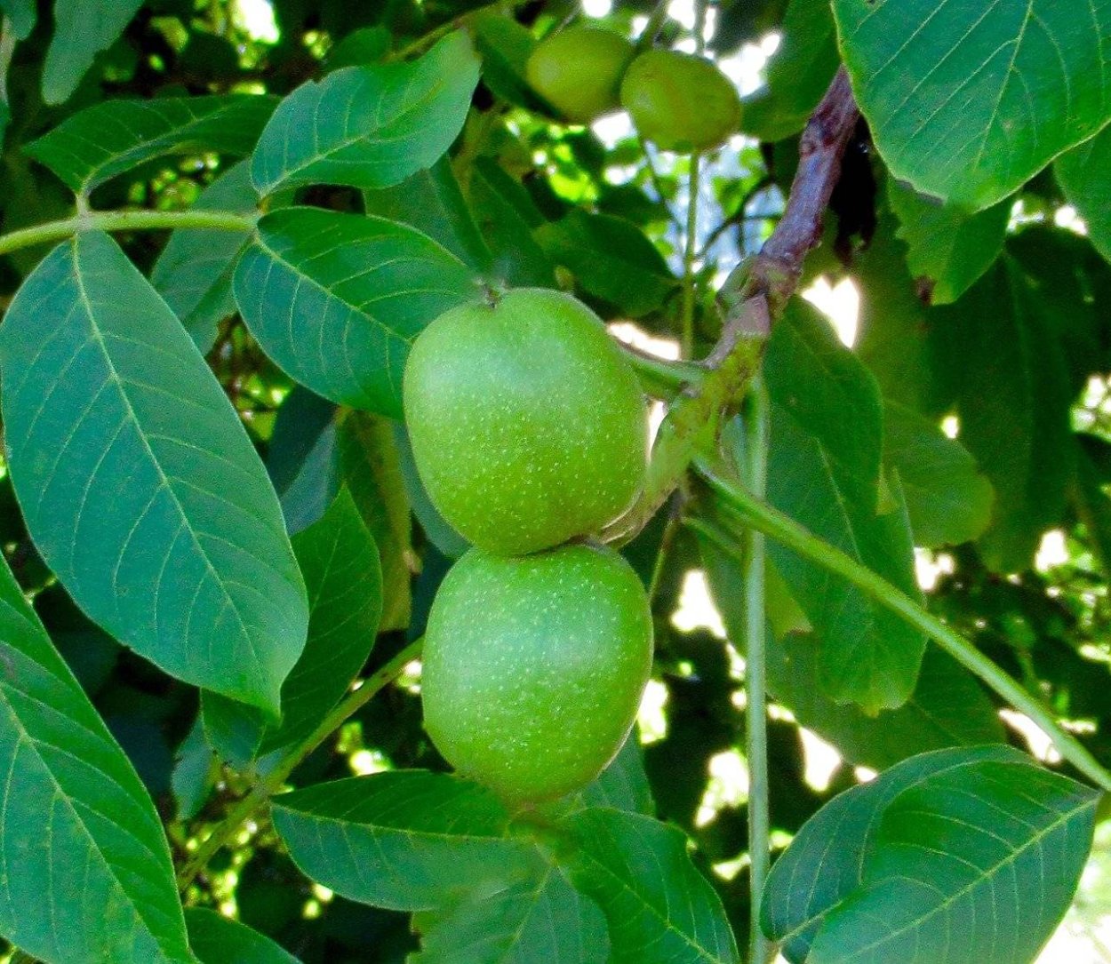 Орех грецкий (Juglans Regia)