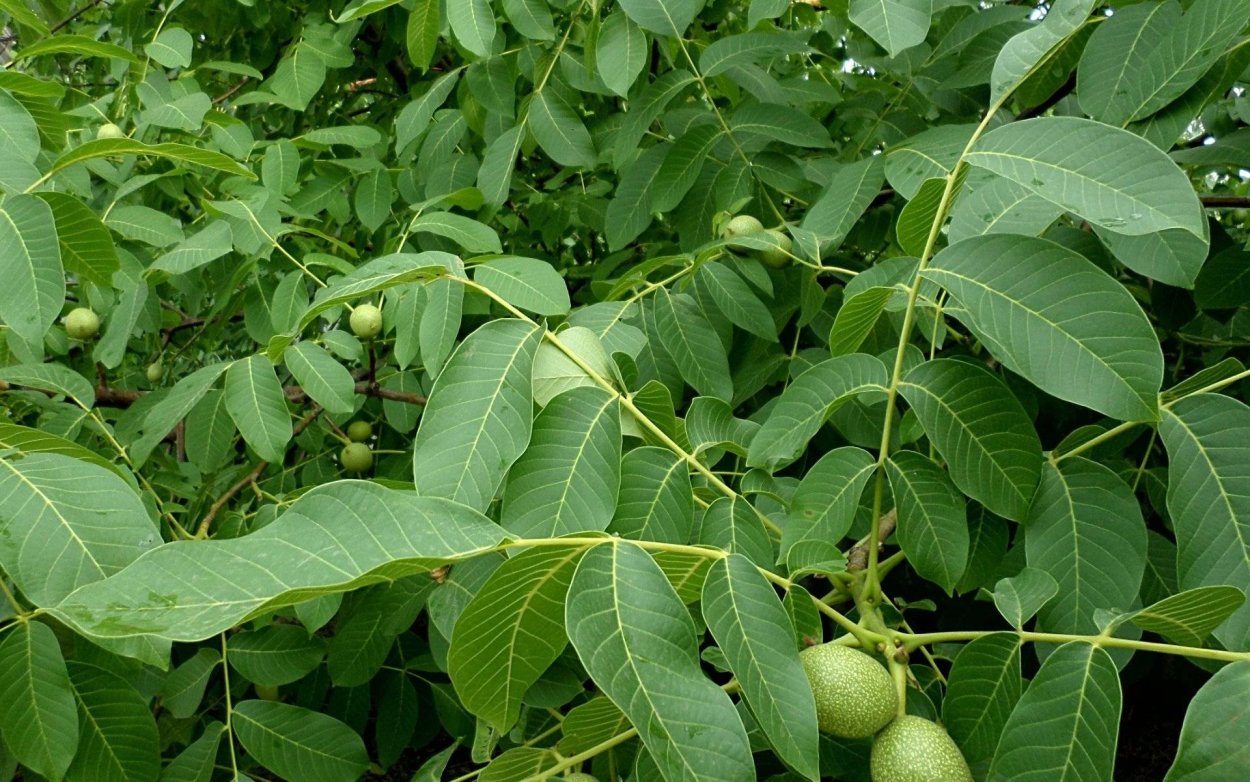 Орехи креатив