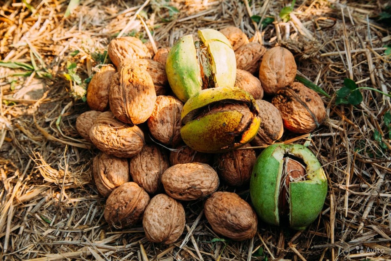 Спелый грецкий орех на дереве