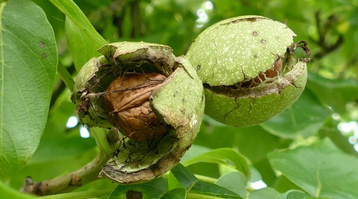 Плод грецкого ореха