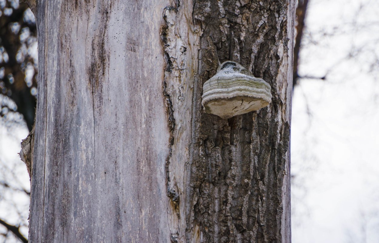 Грибы растущие на Березе