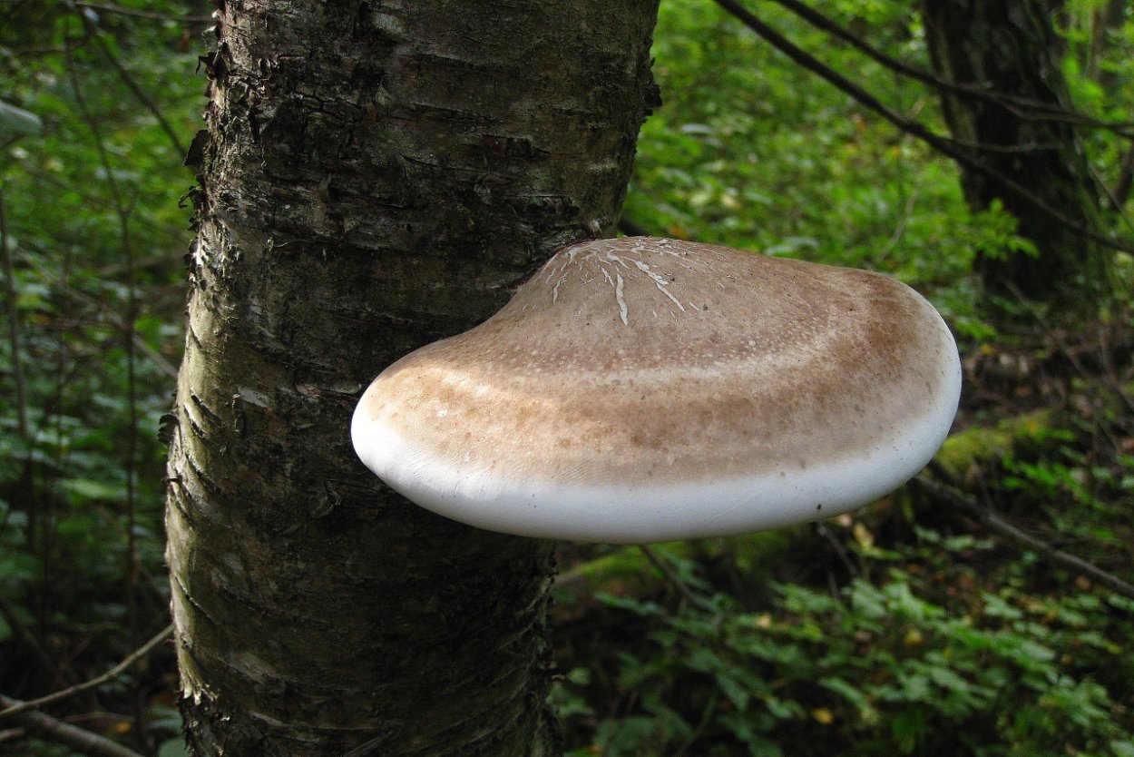 Piptoporus betulinus