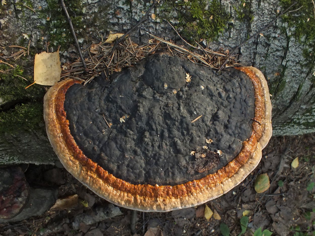 Гриб трутовик березовый