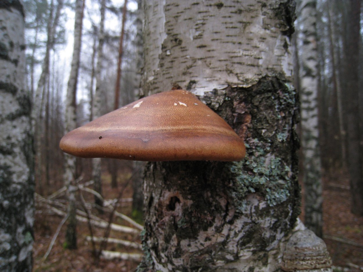 Ложный трутовик березовый