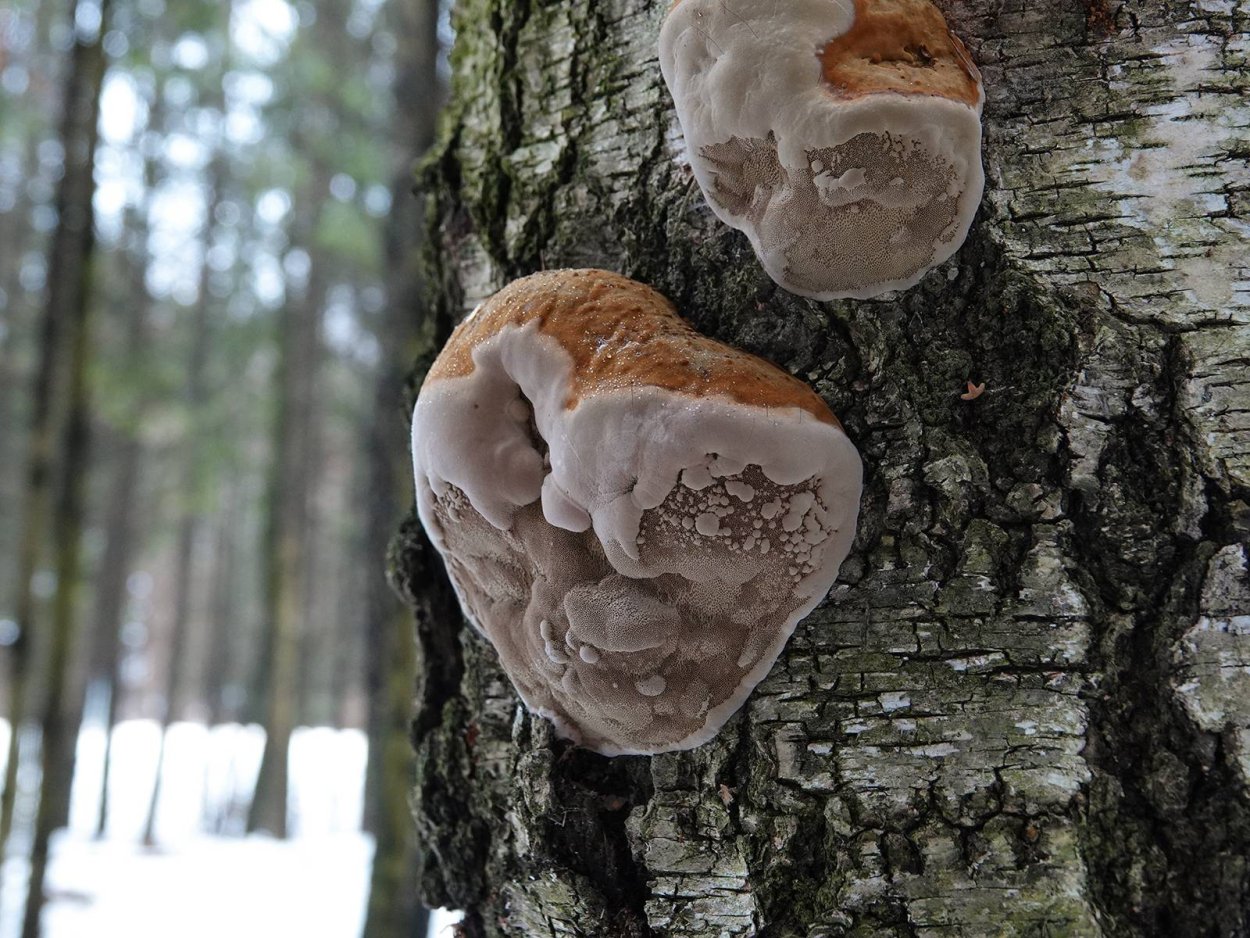 Трутовик настоящий fomes fomentarius