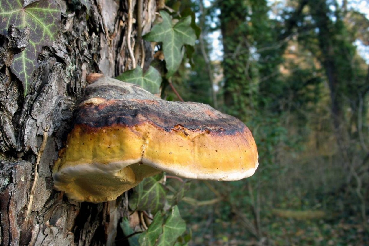 Окаймленный трутовик (Fomitopsis pinicola (SW. Et fr.) Karst.):