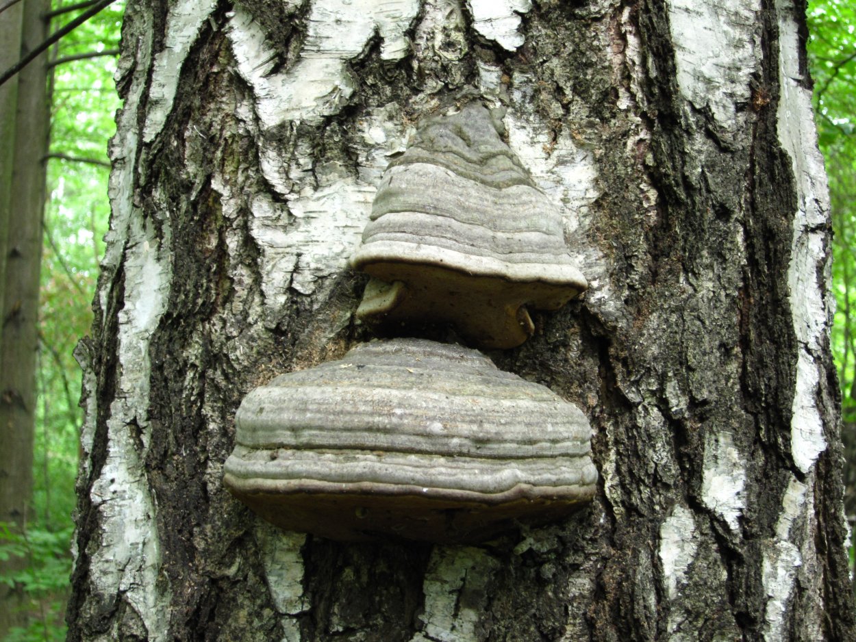 Трутовик берёзовый трутовики