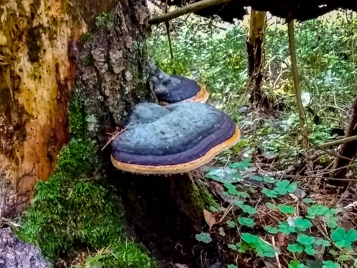 Ложный трутовик березовый