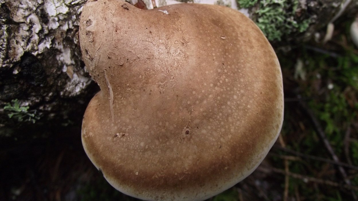 Березовая губка Piptoporus betulinus