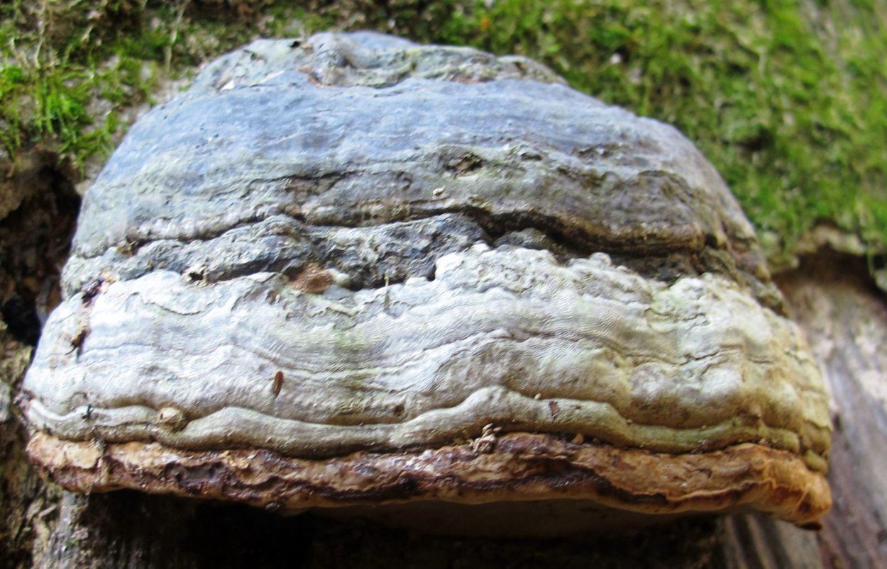 Трутовик чешуйчатый ложный